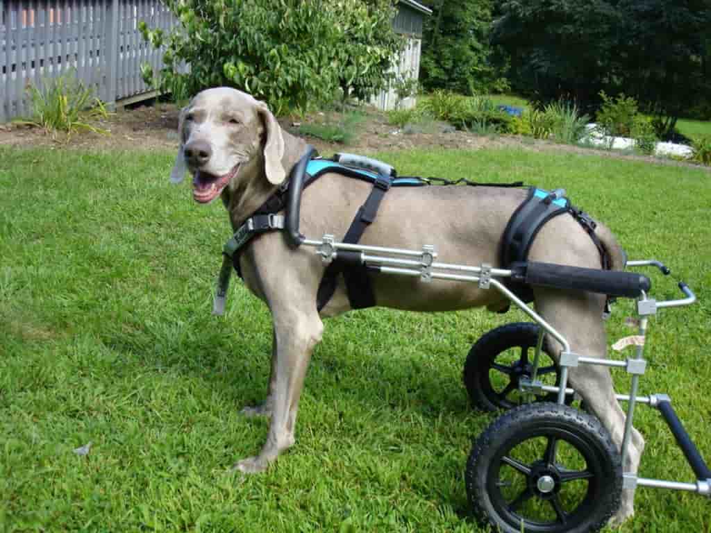 Dog Training Wheels