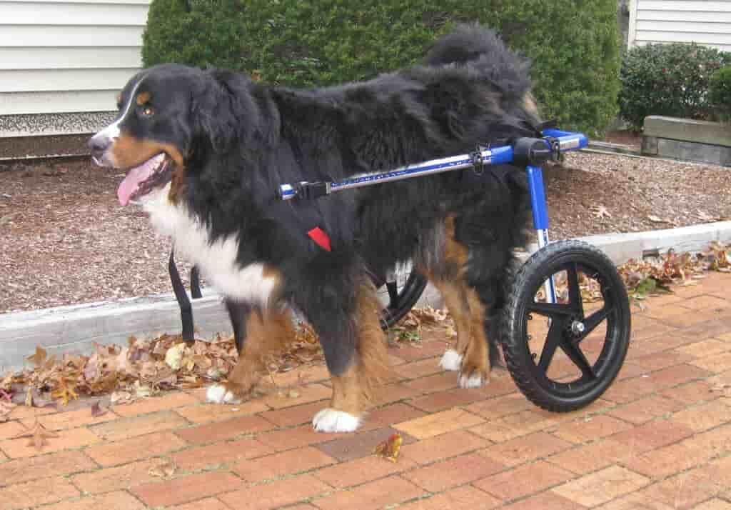 dog wheelchair large