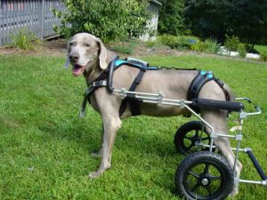 dog wheelchair walkin wheels